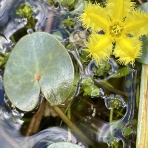 Nymphoides montana at Tennent, ACT - 31 Mar 2023