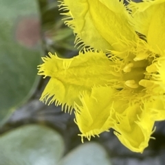 Nymphoides montana at Tennent, ACT - 31 Mar 2023