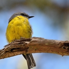 Eopsaltria australis (Eastern Yellow Robin) at Wollondilly Local Government Area - 31 Mar 2023 by Freebird