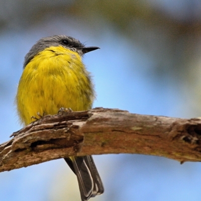 Eopsaltria australis (Eastern Yellow Robin) at Wollondilly Local Government Area - 31 Mar 2023 by Freebird