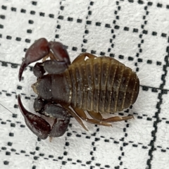 Chernetidae sp. (family) (Chernetid Pseudoscorpion) at Sullivans Creek, Lyneham South - 22 Mar 2023 by Hejor1