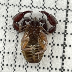 Chernetidae sp. (family) at Lyneham, ACT - 22 Mar 2023