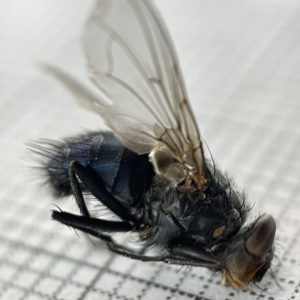 Calliphora vicina at Lyneham, ACT - 22 Mar 2023 03:36 PM