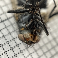 Calliphora vicina at Lyneham, ACT - 22 Mar 2023 03:36 PM