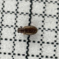 Corticariinae (subfamily) (Mould beetle, minute brown scavenger beetle) at Sullivans Creek, Lyneham South - 22 Mar 2023 by Hejor1