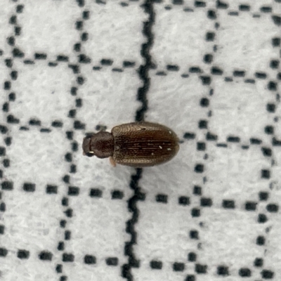 Corticariinae (subfamily) (Mould beetle, minute brown scavenger beetle) at Sullivans Creek, Lyneham South - 22 Mar 2023 by Hejor1
