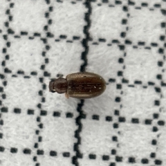 Corticariinae (subfamily) (Mould beetle, minute brown scavenger beetle) at Lyneham, ACT - 22 Mar 2023 by Hejor1