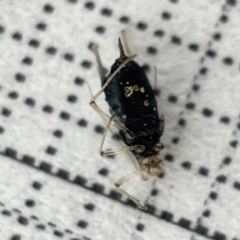 Aphididae (family) (Unidentified aphid) at Sullivans Creek, Lyneham South - 22 Mar 2023 by Hejor1