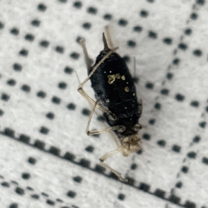 Aphididae (family) at Lyneham, ACT - 22 Mar 2023