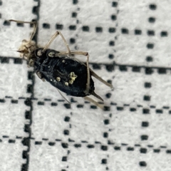 Aphididae (family) at Lyneham, ACT - 22 Mar 2023