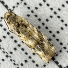 Isochorista ranulana (A Tortricid moth) at Lyneham, ACT - 22 Mar 2023 by Hejor1