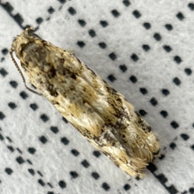 Isochorista ranulana (A Tortricid moth) at Lyneham, ACT - 22 Mar 2023 by Hejor1