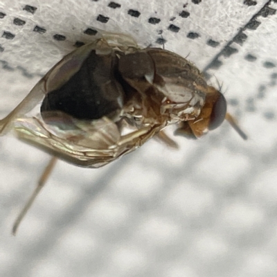 Steganopsis melanogaster (A lauxaniid fly) at City Renewal Authority Area - 22 Mar 2023 by Hejor1