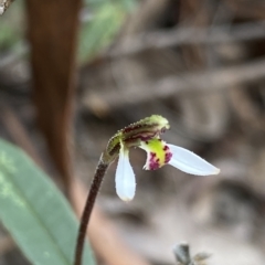Eriochilus cucullatus (Parson's Bands) at O'Connor, ACT - 1 Apr 2023 by NedJohnston
