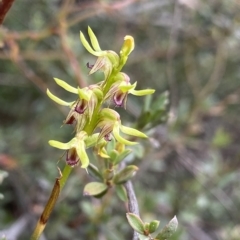 Corunastylis cornuta (Horned Midge Orchid) at O'Connor, ACT - 1 Apr 2023 by Ned_Johnston