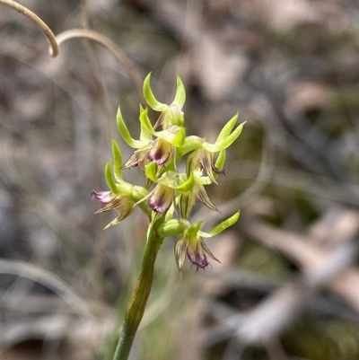 Corunastylis cornuta (Horned Midge Orchid) at Black Mountain - 31 Mar 2023 by Ned_Johnston