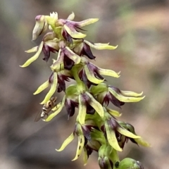 Corunastylis clivicola (Rufous midge orchid) at Acton, ACT - 31 Mar 2023 by NedJohnston