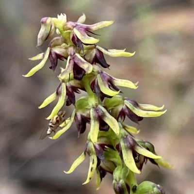 Corunastylis clivicola (Rufous midge orchid) at Acton, ACT - 31 Mar 2023 by NedJohnston