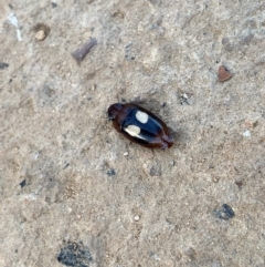 Sphallomorpha ruficollis (A ground beetle) at Black Mountain - 19 Mar 2023 by Ned_Johnston