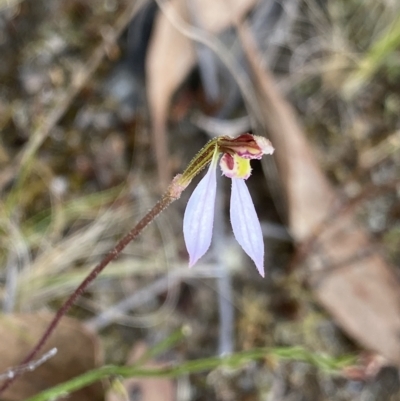 Eriochilus cucullatus (Parson's Bands) at Acton, ACT - 18 Mar 2023 by Ned_Johnston
