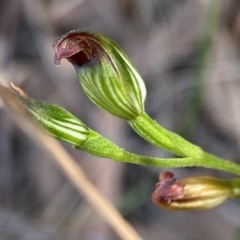 Speculantha rubescens (Blushing Tiny Greenhood) at Acton, ACT - 18 Mar 2023 by Ned_Johnston