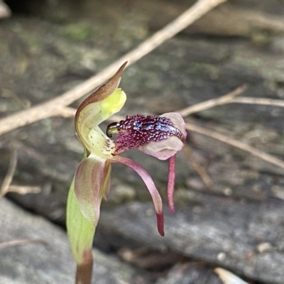 Chiloglottis reflexa (Short-clubbed Wasp Orchid) at Black Mountain - 31 Mar 2023 by Ned_Johnston