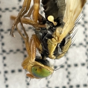 Euribia sp. (genus) at Lyneham, ACT - 22 Mar 2023