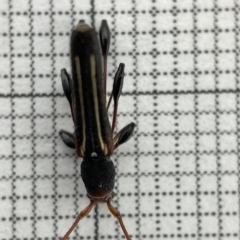Amphirhoe sp. (Amphirhoe longhorn beetle) at Sullivans Creek, Lyneham South - 22 Mar 2023 by Hejor1