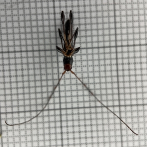 Amphirhoe sp. at Lyneham, ACT - 22 Mar 2023 04:13 PM