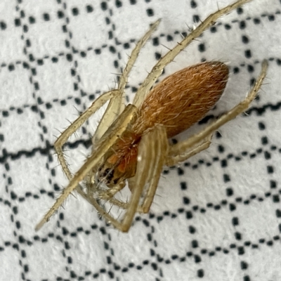 Larinia sp. (genus) (Larinia orb weaver) at Sullivans Creek, Lyneham South - 22 Mar 2023 by Hejor1