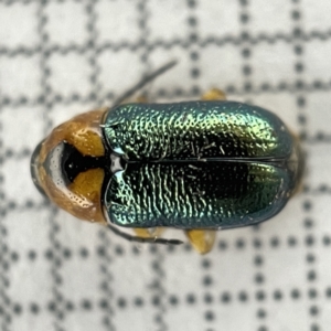 Aporocera (Aporocera) consors at Lyneham, ACT - 22 Mar 2023