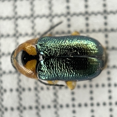 Aporocera (Aporocera) consors (A leaf beetle) at Sullivans Creek, Lyneham South - 22 Mar 2023 by Hejor1