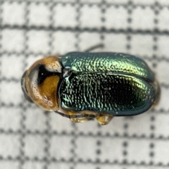 Aporocera (Aporocera) consors at Lyneham, ACT - 22 Mar 2023