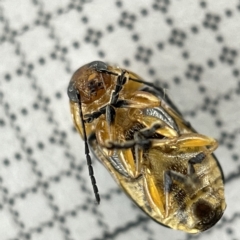 Aporocera (Aporocera) consors at Lyneham, ACT - 22 Mar 2023