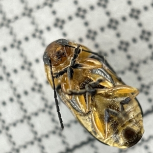 Aporocera (Aporocera) consors at Lyneham, ACT - 22 Mar 2023 04:20 PM