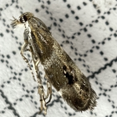 Tebenna micalis (Small Thistle Moth) at Sullivans Creek, Lyneham South - 22 Mar 2023 by Hejor1
