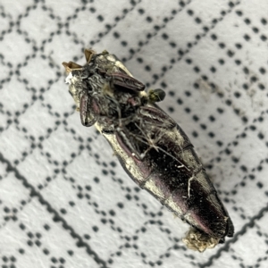 Agrilus hypoleucus at Lyneham, ACT - 22 Mar 2023