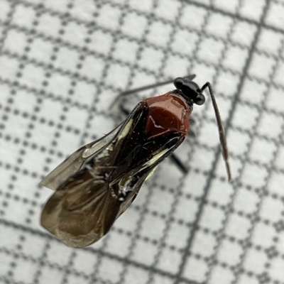 Trilaccus mimeticus (Braconid-mimic plant bug) at Lyneham, ACT - 22 Mar 2023 by Hejor1