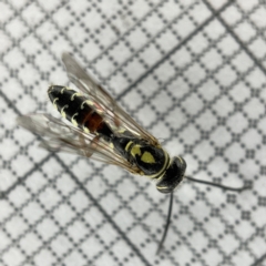 Aeolothynuus sp. (genus) (A flower wasp) at Lyneham, ACT - 22 Mar 2023 by Hejor1