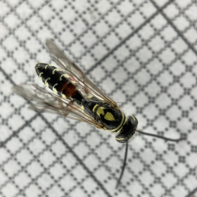 Aeolothynnus sp. (genus) (A flower wasp) at Sullivans Creek, Lyneham South - 22 Mar 2023 by Hejor1