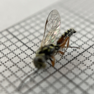 Aeolothynnus sp. (genus) at Lyneham, ACT - 22 Mar 2023