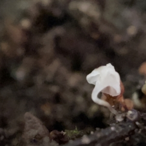 zz agaric (stem; gills white/cream) at Braddon, ACT - 30 Mar 2023