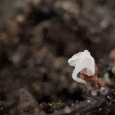 zz agaric (stem; gills white/cream) at City Renewal Authority Area - 30 Mar 2023 by Hejor1