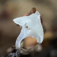 zz agaric (stem; gills white/cream) at Braddon, ACT - 30 Mar 2023