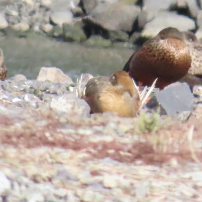 Dendrocygna eytoni (Plumed Whistling-Duck) at Bungendore, NSW - 31 Mar 2023 by TomW