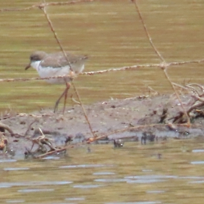 Erythrogonys cinctus (Red-kneed Dotterel) at QPRC LGA - 1 Apr 2023 by TomW