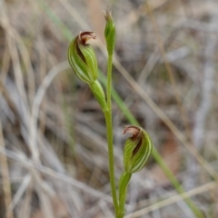 Speculantha rubescens (Blushing Tiny Greenhood) at Piney Ridge - 1 Apr 2023 by RobG1