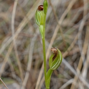 Speculantha rubescens at Molonglo Valley, ACT - suppressed