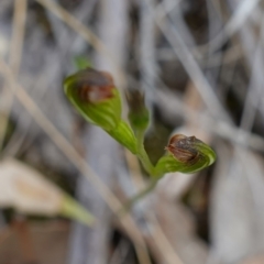 Speculantha rubescens at Molonglo Valley, ACT - 1 Apr 2023