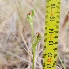 Speculantha rubescens at Molonglo Valley, ACT - suppressed